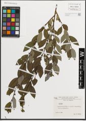 Foto von Salix L.